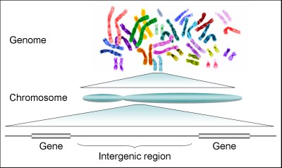 human genome gene